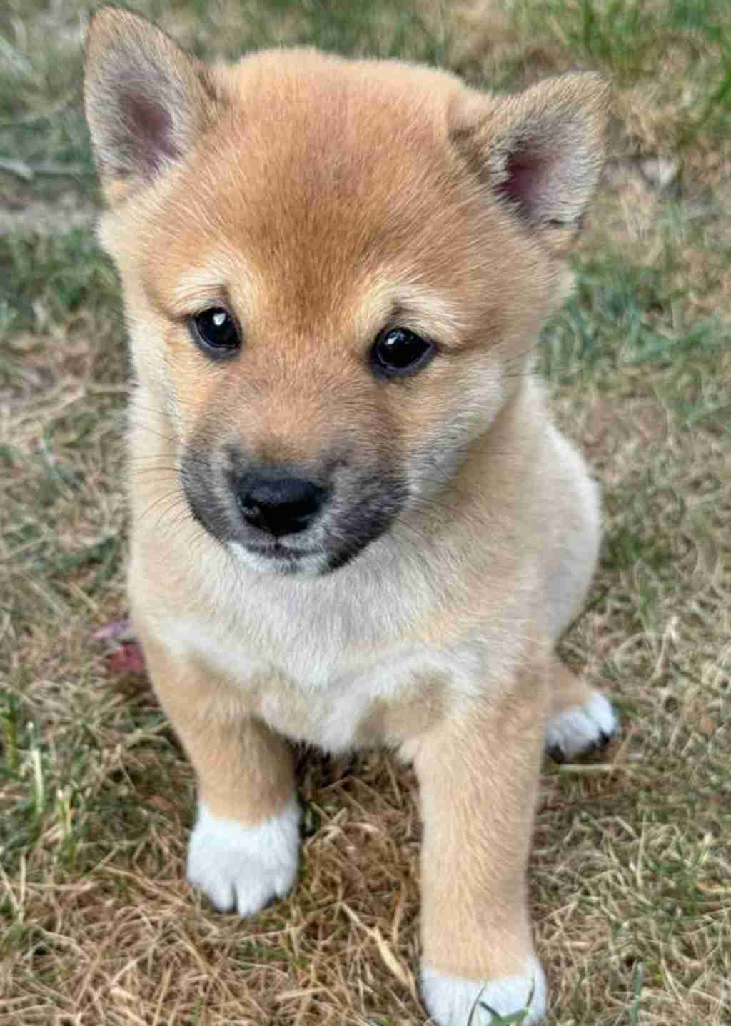 纯种柴犬妹妹找新家